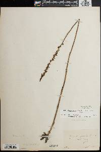 Spiranthes lacera image