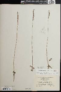 Spiranthes lacera image