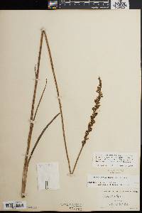 Spiranthes laciniata image