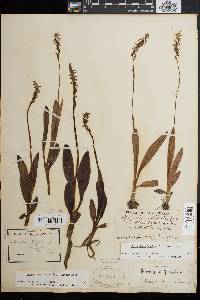 Spiranthes lucida image