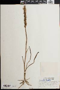 Spiranthes ochroleuca image