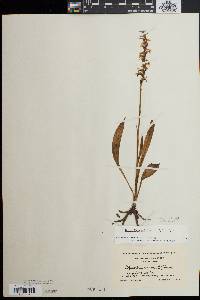 Spiranthes ochroleuca image