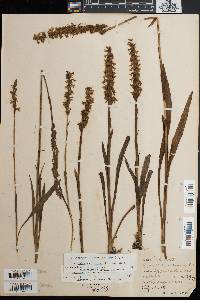 Spiranthes cernua image