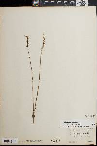 Spiranthes tuberosa image