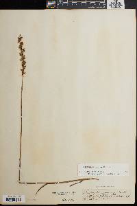 Spiranthes vernalis image