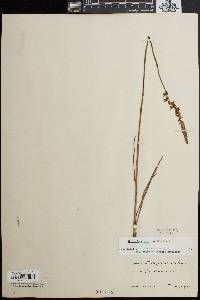 Spiranthes vernalis image