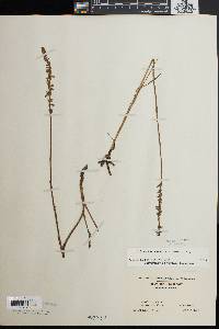 Spiranthes vernalis image