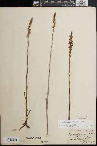 Spiranthes vernalis image