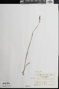 Spiranthes vernalis image