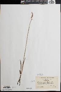 Spiranthes vernalis image