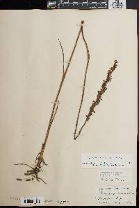 Spiranthes vernalis image