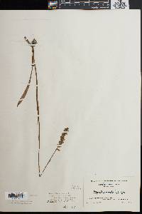 Spiranthes vernalis image