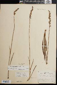 Spiranthes vernalis image