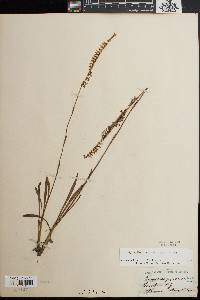 Spiranthes vernalis image