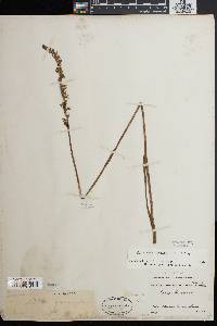 Spiranthes vernalis image