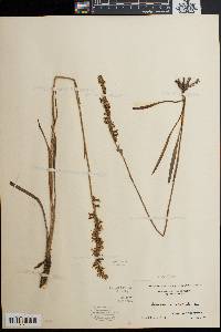 Spiranthes vernalis image