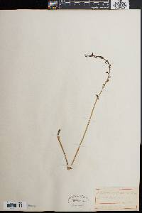 Tipularia unifolia image