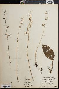 Tipularia unifolia image