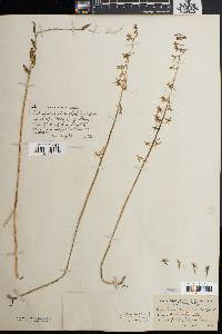 Tipularia unifolia image