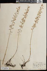 Tipularia unifolia image