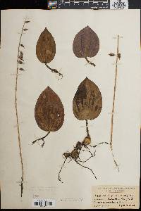 Tipularia unifolia image