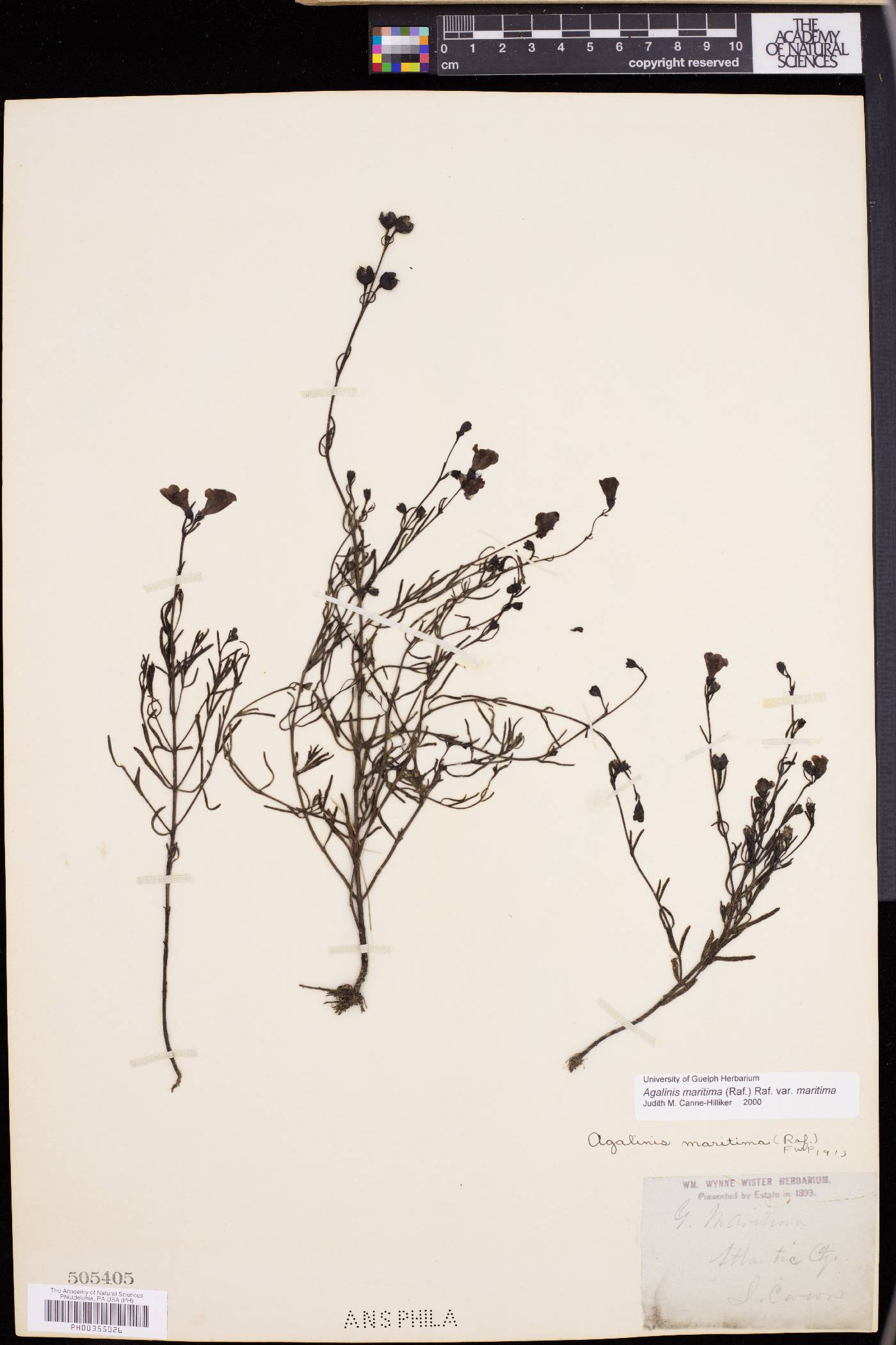 Agalinis maritima image