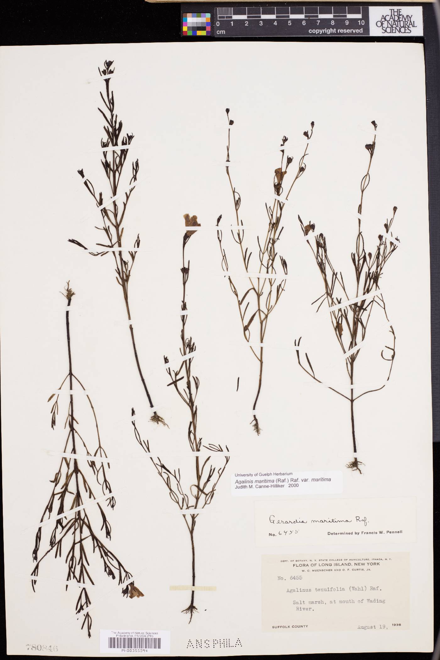 Agalinis maritima image