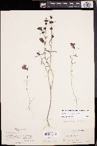 Agalinis purpurea image