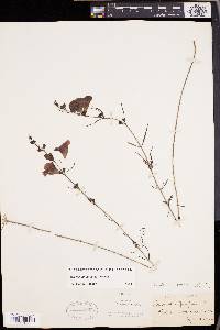 Agalinis purpurea image