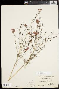Agalinis purpurea image