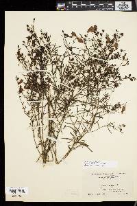 Agalinis purpurea image