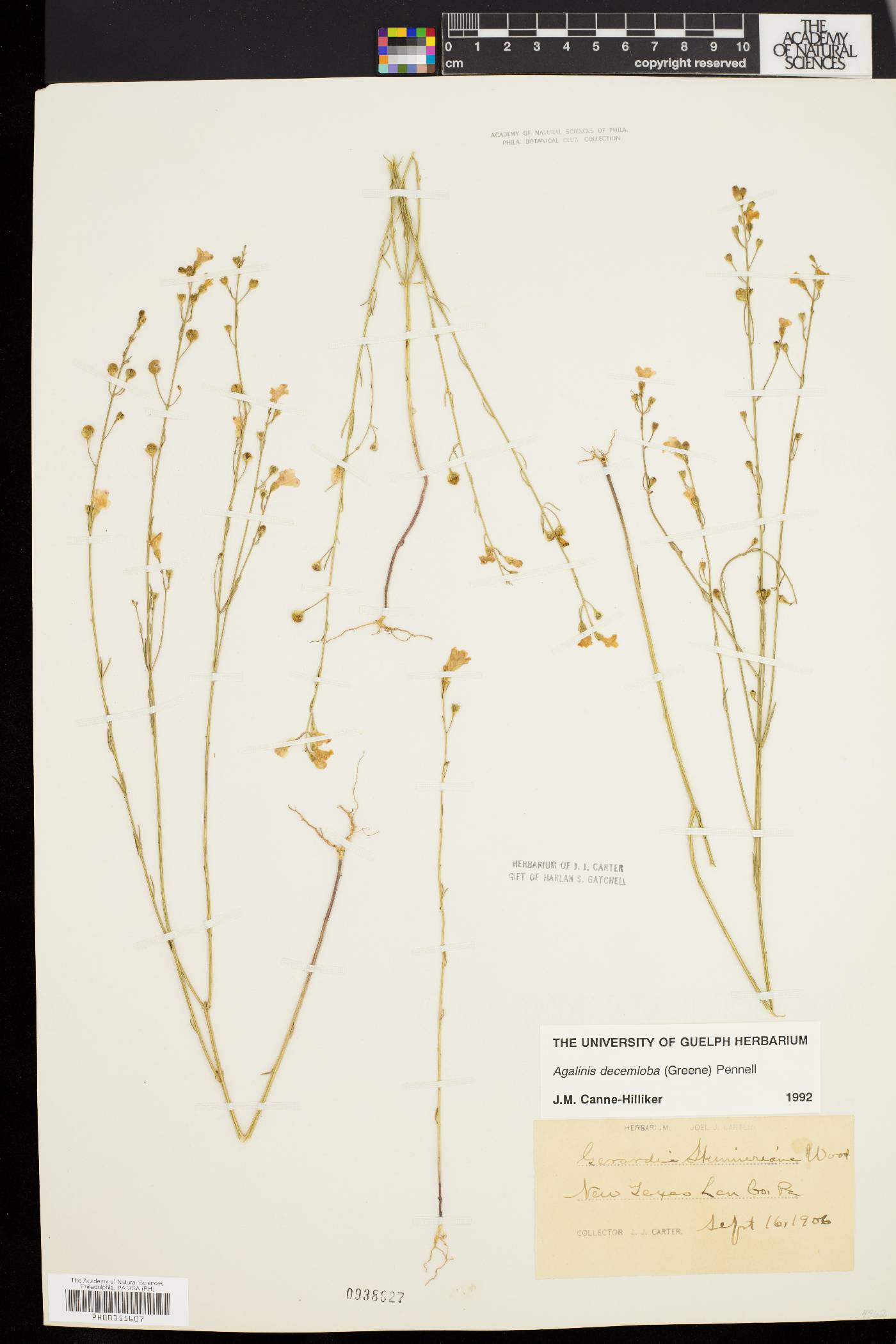 Agalinis decemloba image