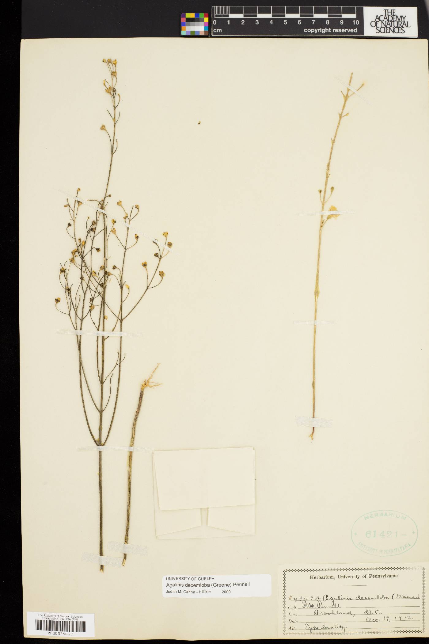 Agalinis decemloba image