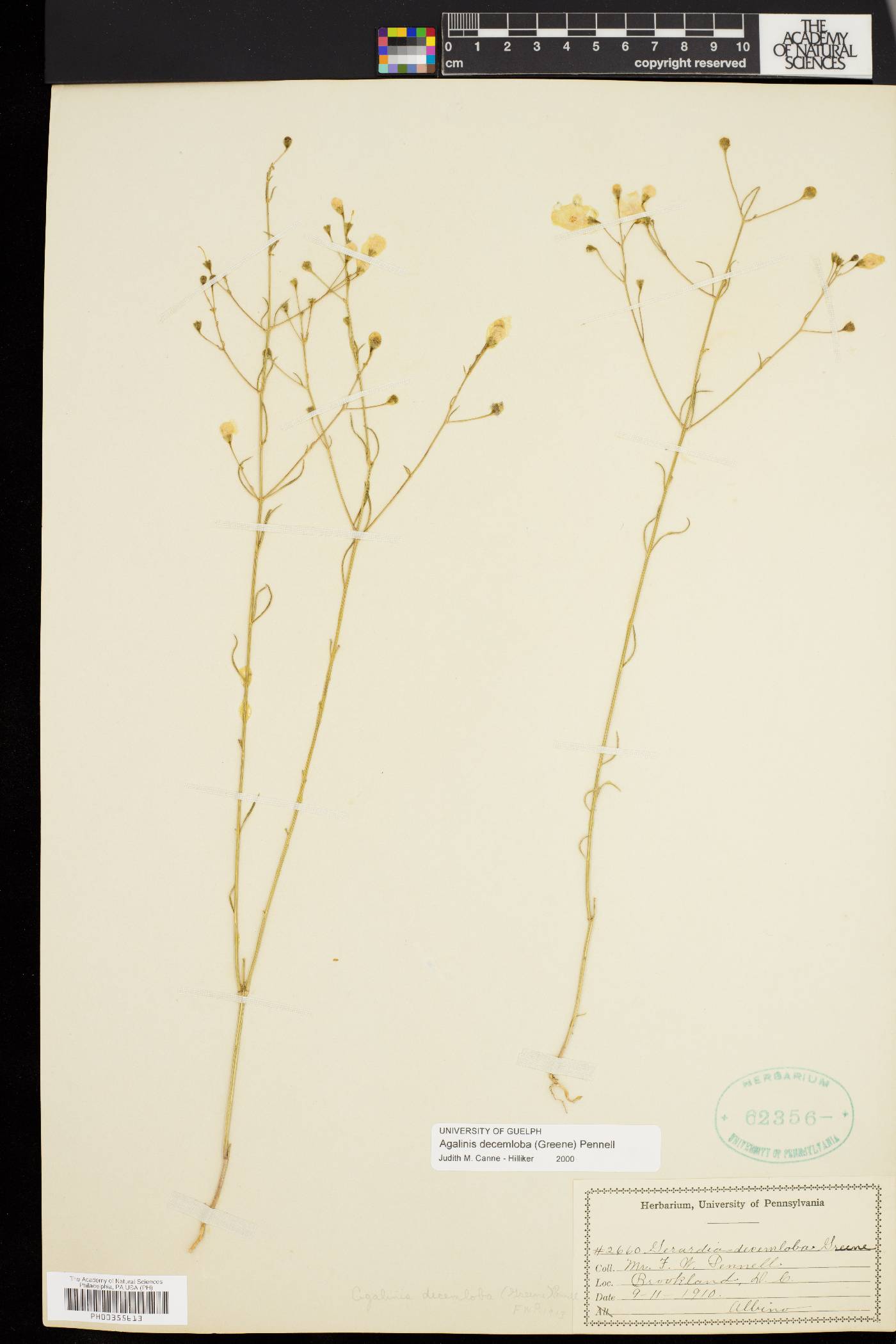 Agalinis decemloba image
