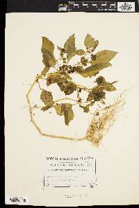 Solanum nigrum image