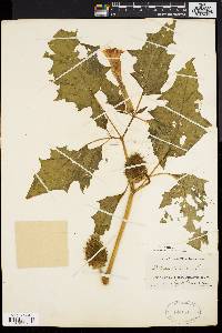 Datura stramonium image