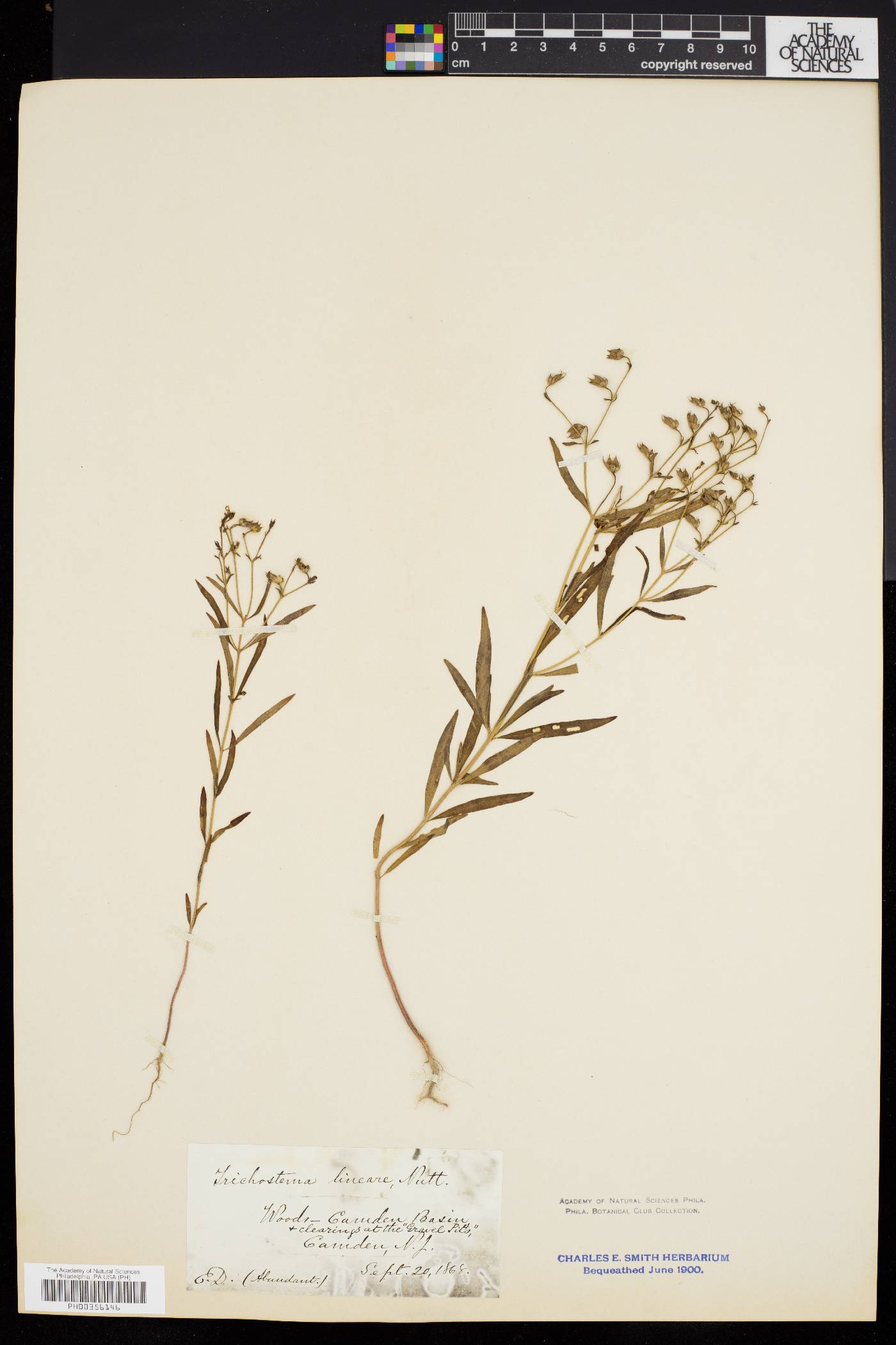 Trichostema setaceum image