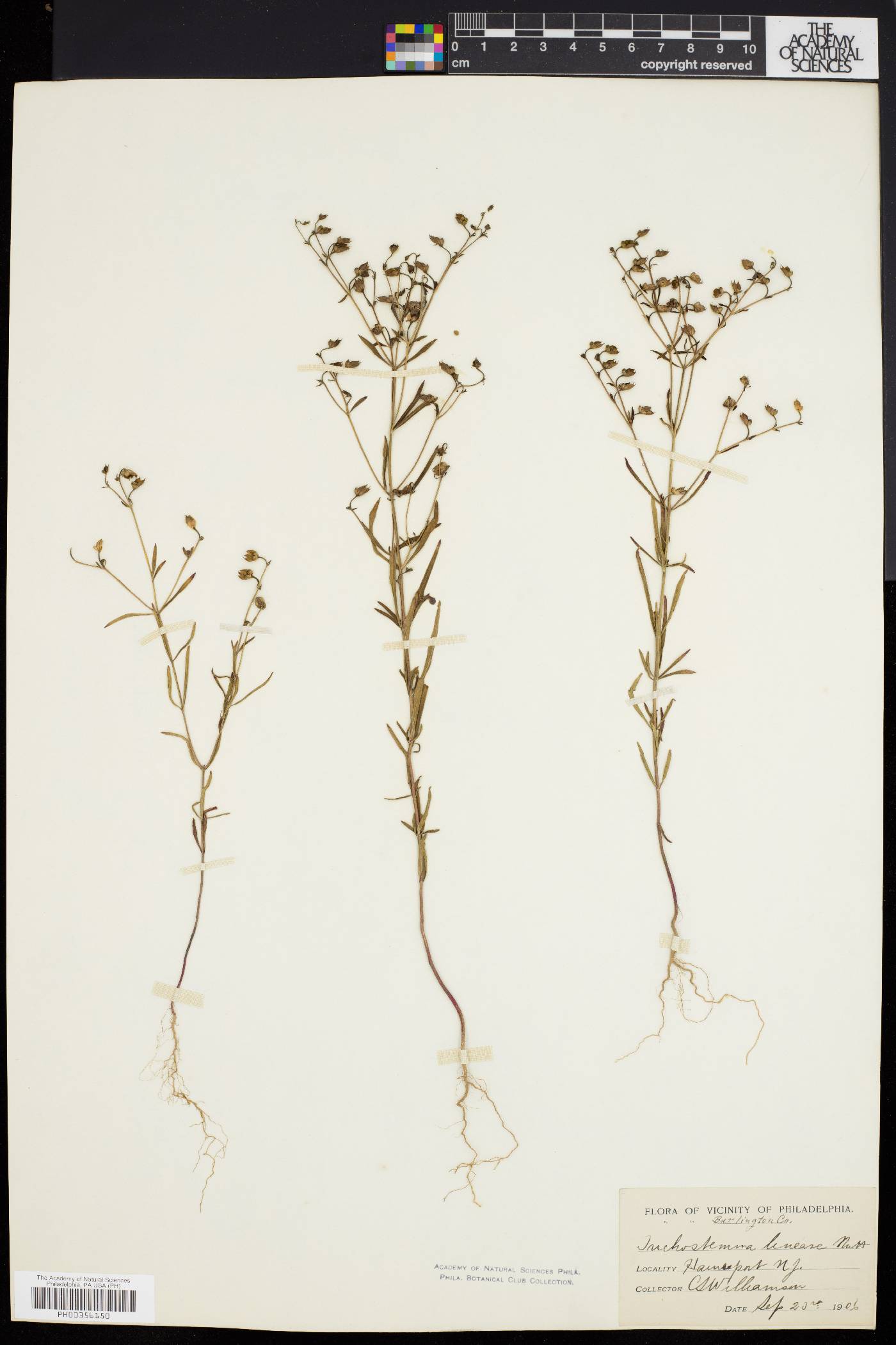 Trichostema setaceum image