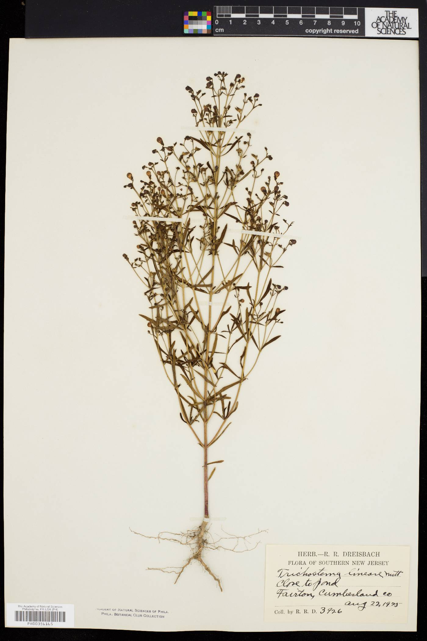 Trichostema setaceum image