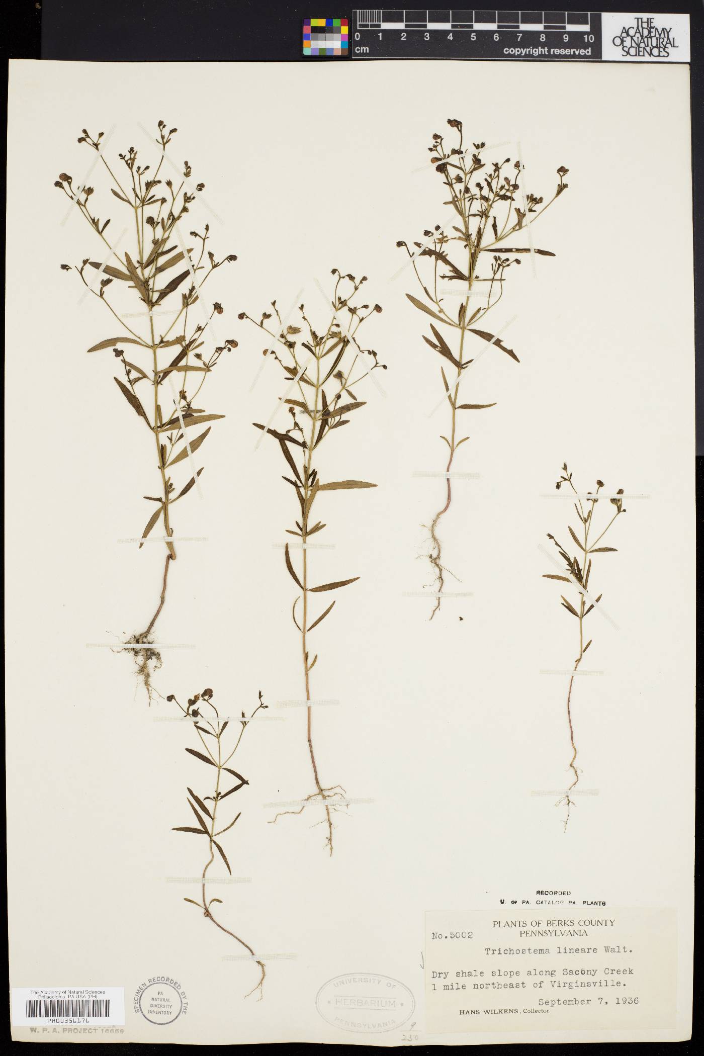 Trichostema setaceum image