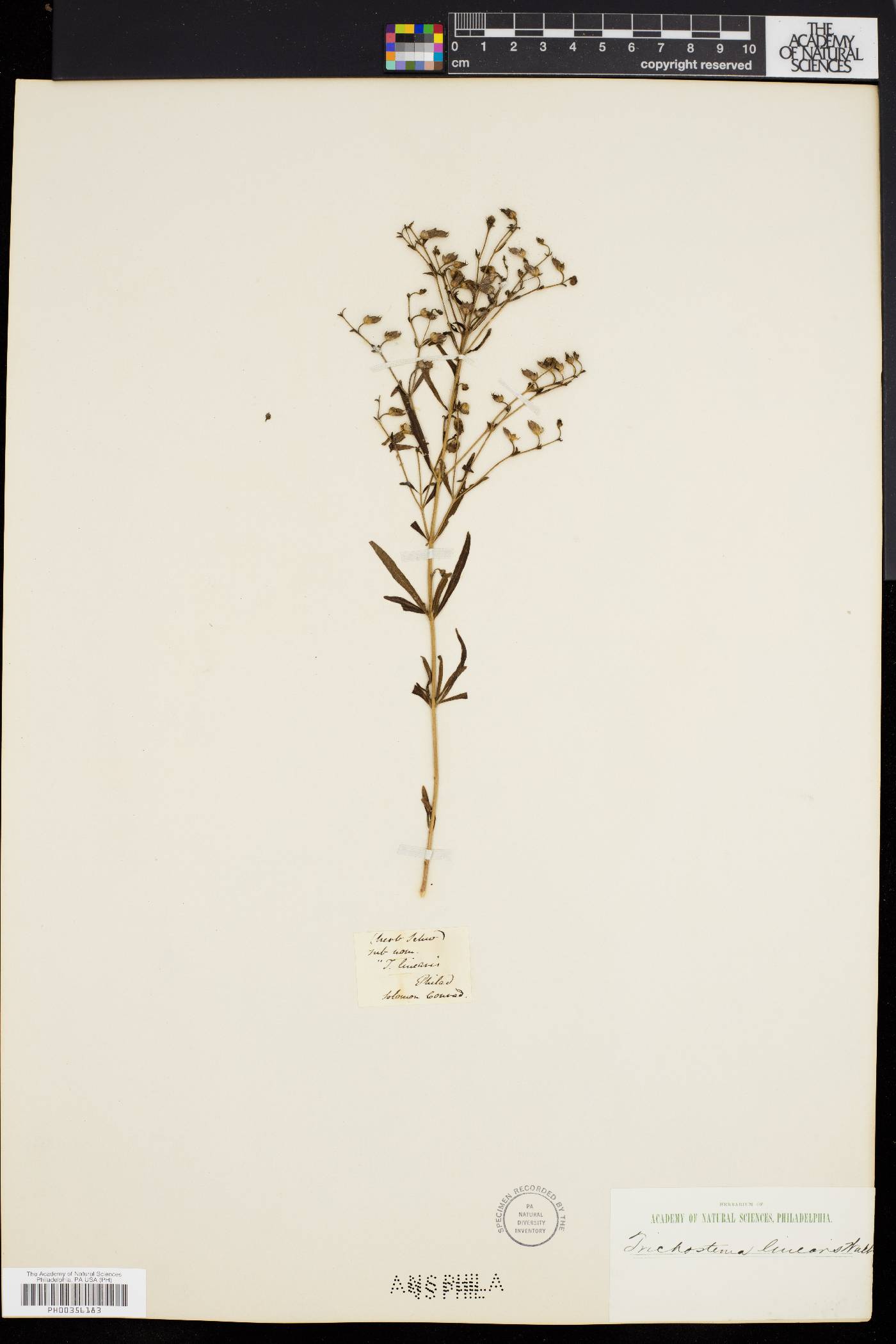 Trichostema setaceum image