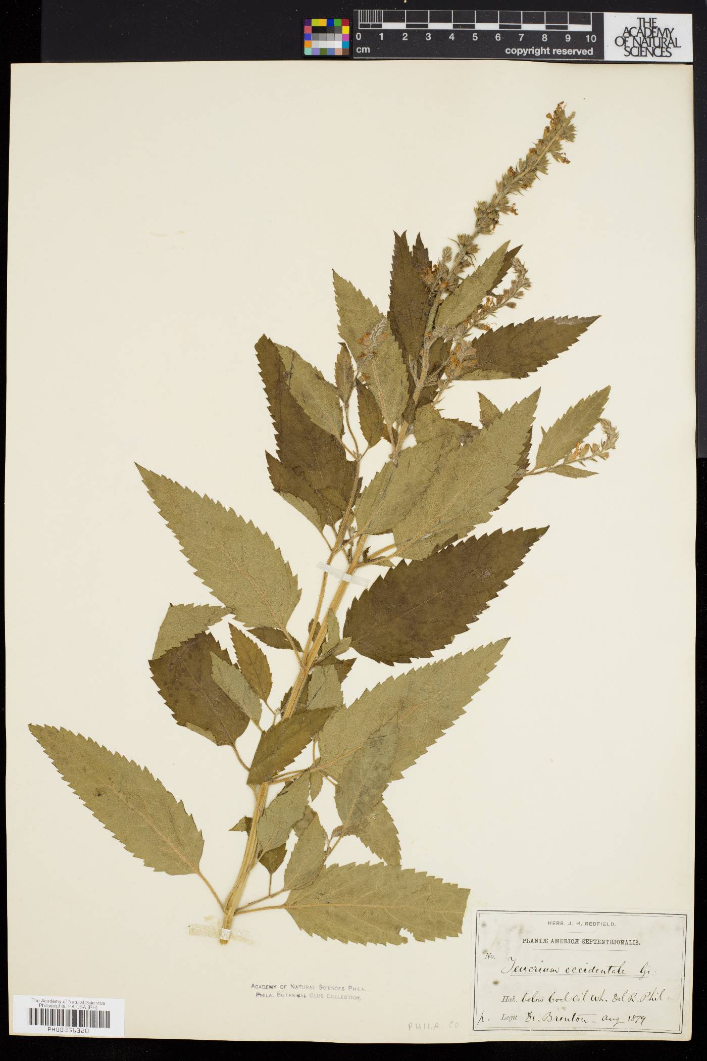 Teucrium canadense var. occidentale image