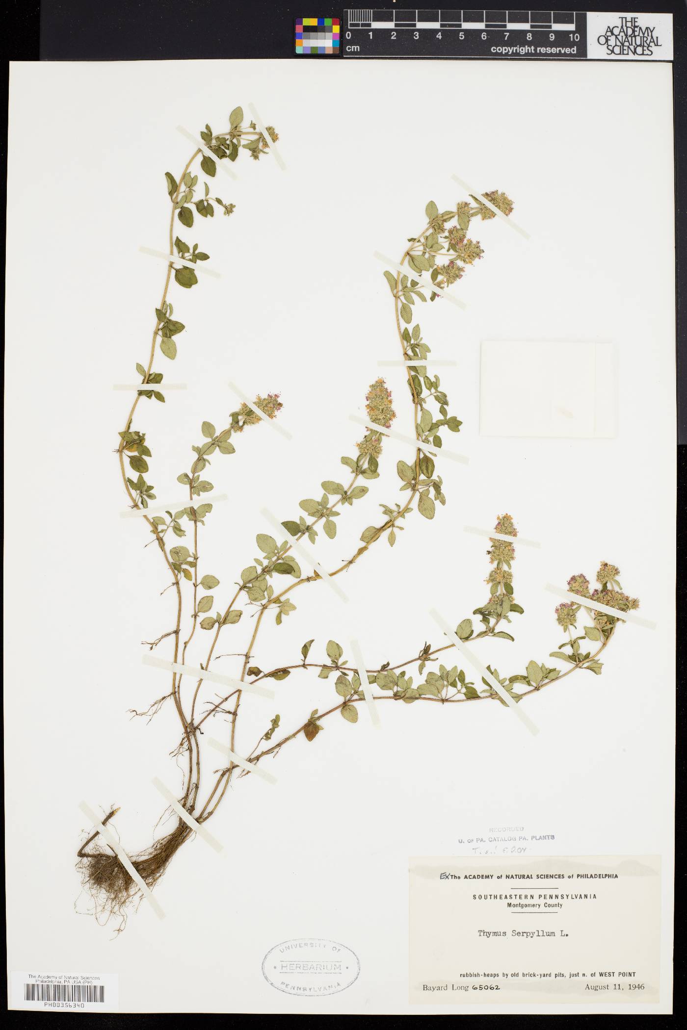 Thymus serpyllum image