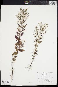 Trichostema dichotomum image