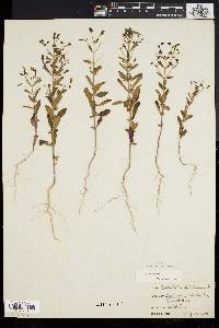 Trichostema dichotomum image