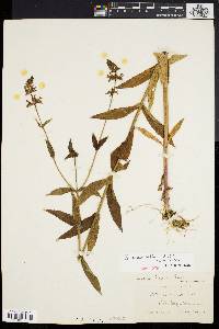 Trichostema dichotomum image