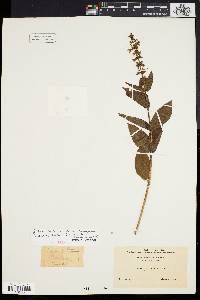 Stachys tenuifolia image