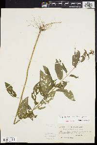 Stachys tenuifolia image