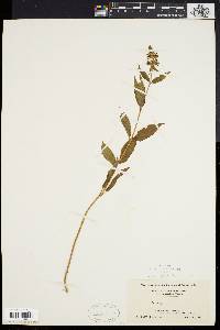 Stachys tenuifolia image