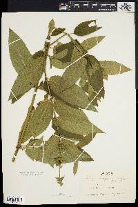 Stachys tenuifolia var. platyphylla image
